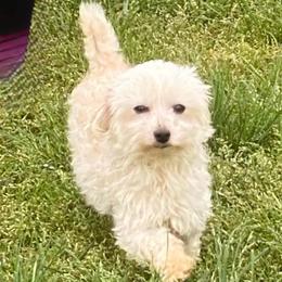 Terrell - Maltipoo