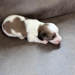 Hickory - Piebald male Dachshund puppy in Spring Creek, Nevada from Hobby Horse Mini Doxies