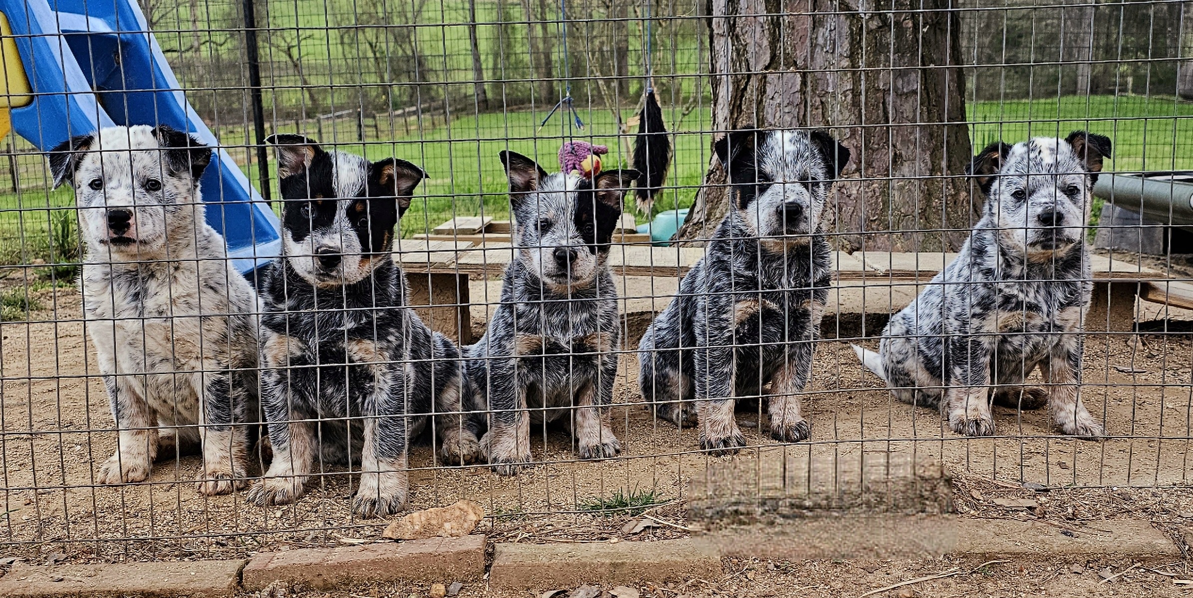 Australian Cattle Dog Puppies from Indigojos Australian Cattle Dogs