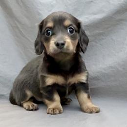 Princess Diana - Blue and cream female Dachshund puppy in Vero Beach, Florida from Joseph’s Dachshunds