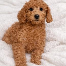 Pudding - Red  female Goldendoodle puppy in Boise, Idaho from Goldendoodle Baby
