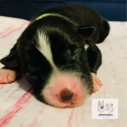 Australian Shepherd Puppies from REINVENTED.KENNELS