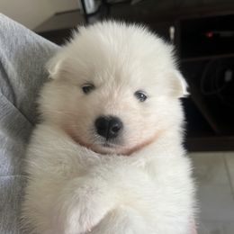 Samoyed Puppies from Sugar Sweet Samoyeds