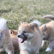Icelandic Sheepdog Puppies from Valhalla Icelandic Sheepdogs