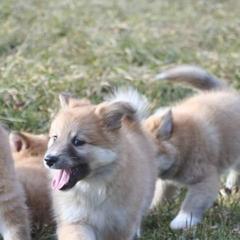 Icelandic Sheepdog Puppies from Valhalla Icelandic Sheepdogs