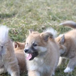 Icelandic Sheepdog Puppies from Valhalla Icelandic Sheepdogs