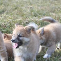 Icelandic Sheepdog Puppies from Valhalla Icelandic Sheepdogs