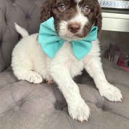 Aqua - Brown and white male Bernedoodle puppy in Curtice, Ohio from The Pink Doghouse