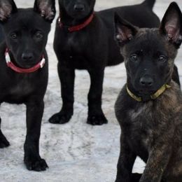 Belgian Malinois and Dutch Shepherds from Allpurposek-9