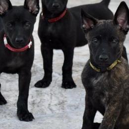 Belgian Malinois and Dutch Shepherds from Allpurposek-9