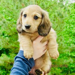 Shiloh - Cream female Dachshund puppy in Mc Donough, Georgia from Hot Diggity Doxies