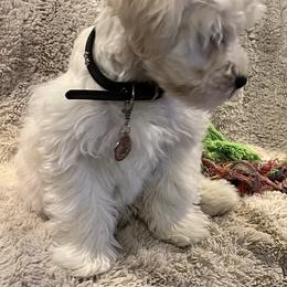 Stevie (red collar) - White male Miniature Schnauzer puppy in Port Orchard, Washington from Silver Bells Miniature Schnauzers