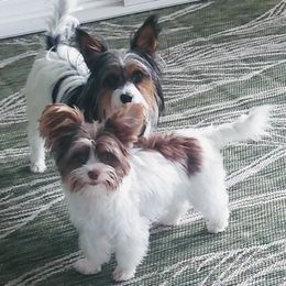 Biewer Terrier Puppies from Licks and Wags