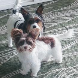 Biewer Terrier Puppies from Licks and Wags