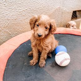 F1B Goldendoodle River - Red  male Goldendoodle puppy in Redding, California from Casa Delarosa Collective Poodles & Doodles