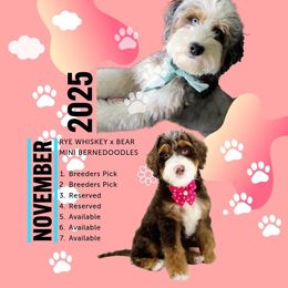 Bernedoodle puppies from Peach & Pawmetto Doodles