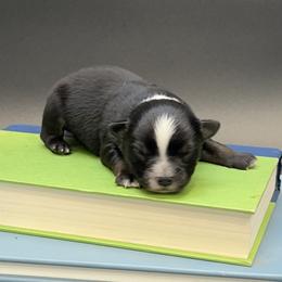 Motown - Black tri male Miniature Australian Shepherd puppy in Covington, Pennsylvania from Rigas Mini Aussies LLC