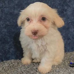 Binx - Cream male Havanese puppy in Neosho, Missouri from Pups on the Ridge