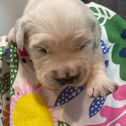 Lilly - Light golden female Golden Retriever puppy in Ennis, Texas from Amberidge Golden Retrievers