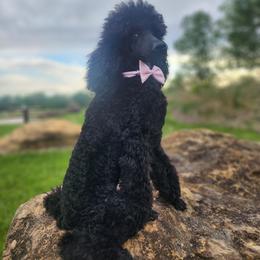 Ahya - Black female Poodle puppy in Harrisonville, Missouri from Kurly Q Poodles