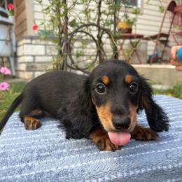 Gracie - Black and tan female Dachshund puppy in Stilwell, Oklahoma from Peavine Creek Dachshunds