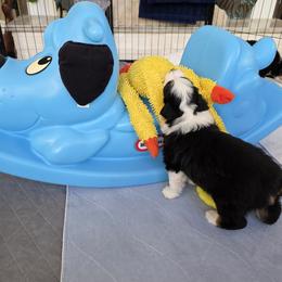 Miniature American Shepherd Puppies from All About Me Miniature American Shepherds