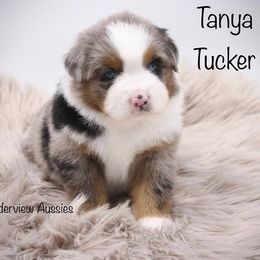 Miniature American Shepherd and Miniature Australian Shepherd Puppies from Borderview Aussies