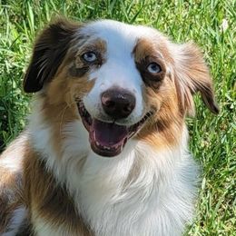 Miniature Australian Shepherds from Allan Smith
