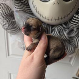 Rory - Black sabled fawn female Chihuahua puppy in Ashtabula, Ohio from Paw's & Awe's Chihuahuas