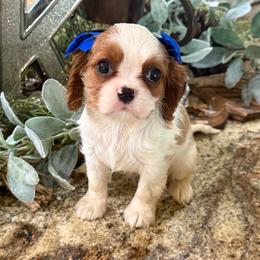 Ashley's Girl 4 - Blenheim female Cavalier King Charles Spaniel puppy in Loco, Oklahoma from Sweet Heart Cavaliers