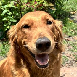 Opal - Golden Retriever