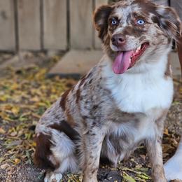 Lulu - Red merle female Miniature American Shepherd puppy in Austin, Texas from ATX Mini Aussies