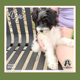 OJAI-Special Offer see description - Tri-color female Bernedoodle puppy in Branchland, West Virginia from Our Appalachian Doodles