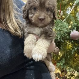 Aussiedoodle and Goldendoodle Puppies from Saddle Hill Farms