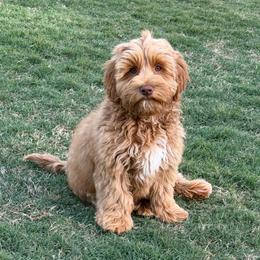 Maroon Boy - Caramel red male Australian Labradoodle puppy in West Union, South Carolina from Golden Corner Labradoodles, LLC
