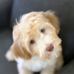 Sandy - Red female Bernedoodle puppy in Queen Creek, Arizona from Dulcito Doodles
