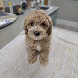 Waffles - Apricot male Maltipoo puppy in Washington from Mt.BakerPoodles&Doodles