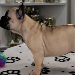 Boston Terriers and French Bulldogs from Diamonds In The Ruff Boston Terriers & Shiba Inus
