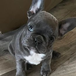 French Bulldogs from The Crazy Frenchie Lady