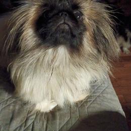 Donut - Pekingese