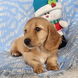 Onyx - Cream male Dachshund puppy in Grants Pass, Oregon from vom Treuen Wachter