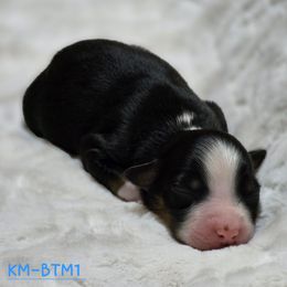 BTM1 - Black tri male Miniature Australian Shepherd puppy in Deer Lodge, Tennessee from KSH Aussie Haven