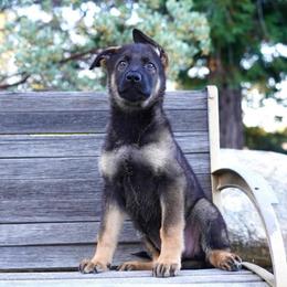 Suri - Sable female German Shepherd puppy in Coarsegold, California from Yosemite Shepherds