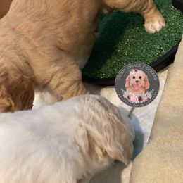 Goldendoodle Puppies from Teddy Grace Doodles
