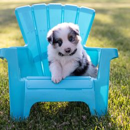 American Corgi, Australian Shepherd, and Pembroke Welsh Corgi Puppies from Clover S Farm