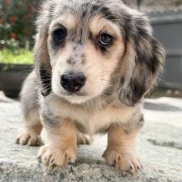 Winston - Dachshund