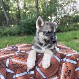 AKC Merlin - Agouti and white male Siberian Husky puppy in Cedarville, Ohio from Evereve Kennels