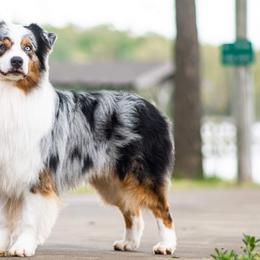 Australian Shepherds from Lightning Round Aussies