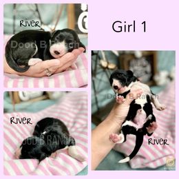 Aussiedoodle and Bordoodle Puppies from Dood B Ranch Doodles