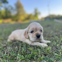 Ollie - Cream male Cocker Spaniel puppy in Lake, Mississippi from MGs Cockers